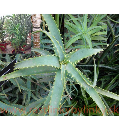 Aloe stromovitá – (Aloe arborescens, L.) 3 ročná